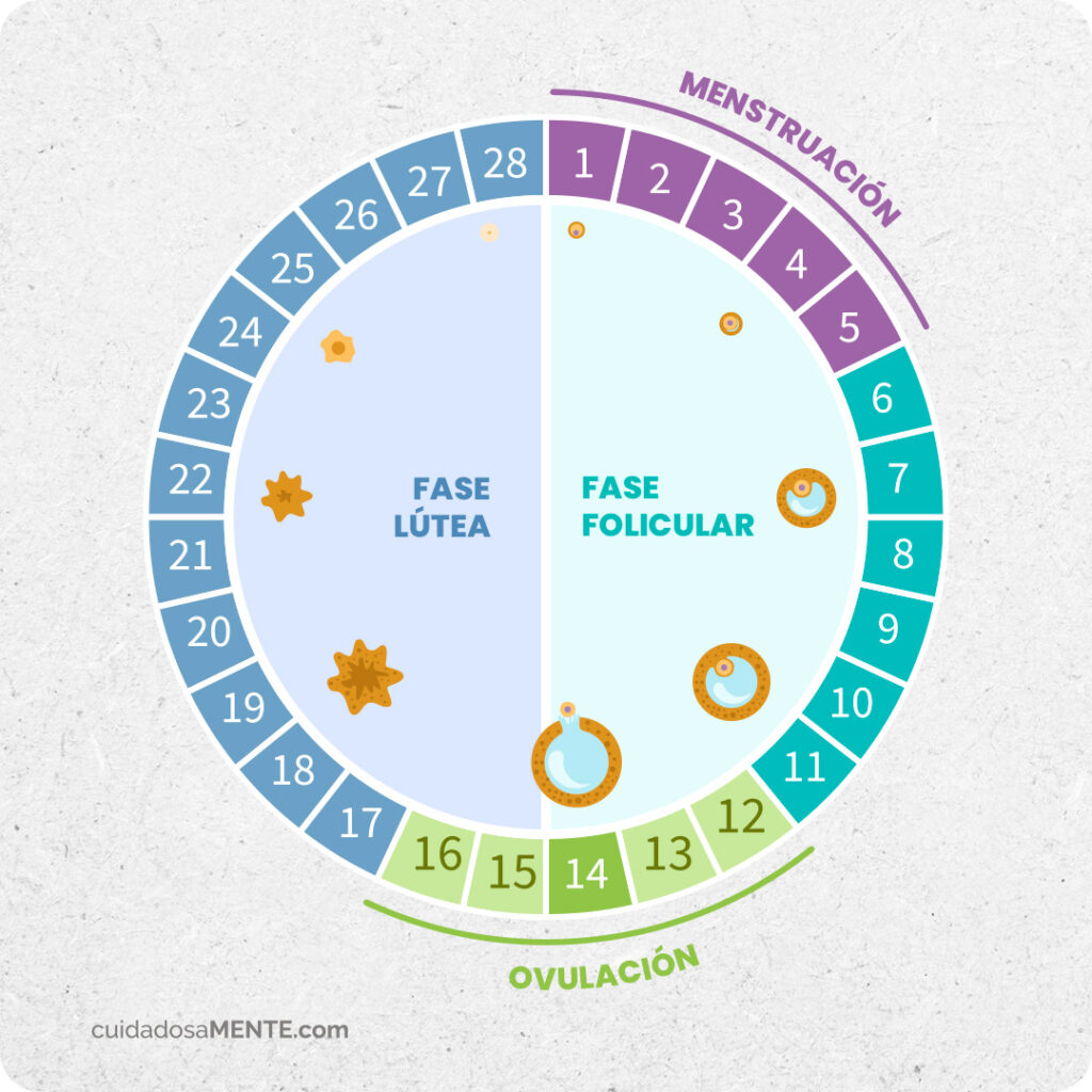 Cómo influyen las emociones en el ciclo menstrual. Emociones que prevalecen en la fase folicular